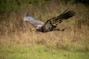 American Bald Eagle in flight by Tanja van Beuningen