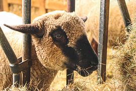 Lamm in einem Stall auf der Watteninsel Texel Niederlande von Martin Albers Photography