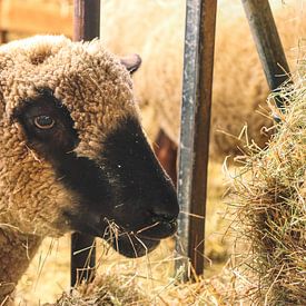 Lamb in a stable on the Wadden Island Texel Netherlands by Martin Albers Photography