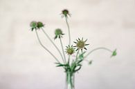 Blumen von Carla Van Iersel Miniaturansicht