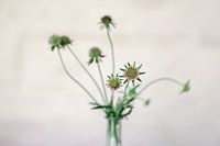 Bloemen