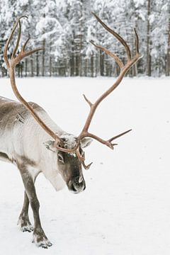 Reindeer in the snow in Finnish lapland in winter by Suzanne Spijkers