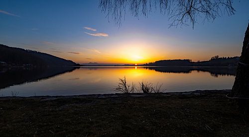 Kleiner Sonnenstern am Wallersee