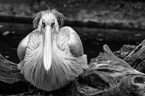 In vrede ligt de kracht