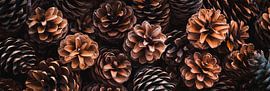 Tannenzapfen Vielfalt von Poster Art Shop