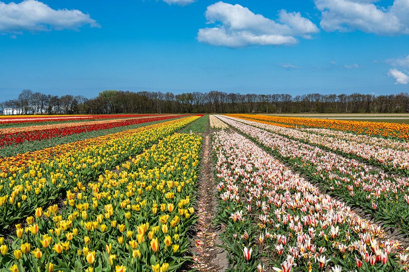 Tulipfield von Aspectus | Design en Realisatie