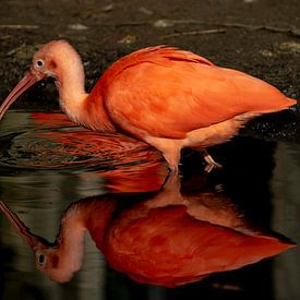 Scarlet Ibis von Abraham van Leeuwen