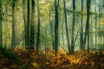 Kleurrijk herfst bos van Migiel Francissen