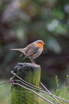 Redbreast on fence by Kim de Been