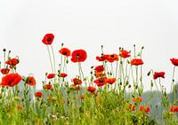 Poppies on a summer day