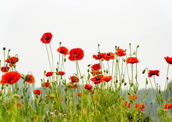 Klaprozen op een zomerdag