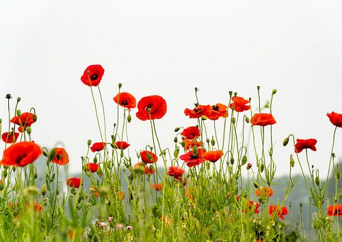 Klaprozen op een zomerdag