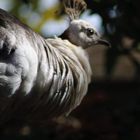 Poultry by Emma Wilms