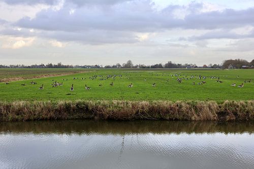 Oies dans un pré près de Schellinkhout