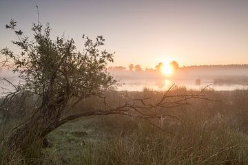 Strabrechtse Heide 214 by Deshamer