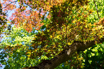 Treetops with colourful leaves 2