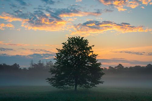 Boom in de mist bij zonsopkomst | Utrechtse Heuvelrug