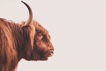 Schotse hooglander stier van Sander van Driel