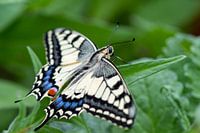 Swallowtail