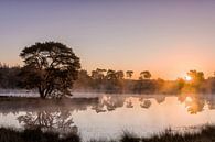 The Seven Tree at sunrise by Ruud van der Aalst thumbnail