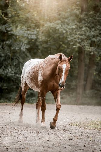 Paard Wandelend in Zachte Zonnestralen in het Bos