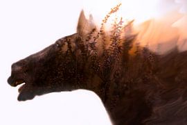 evening red horse by Kim van Beveren