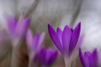 Des crocus dans le jardin