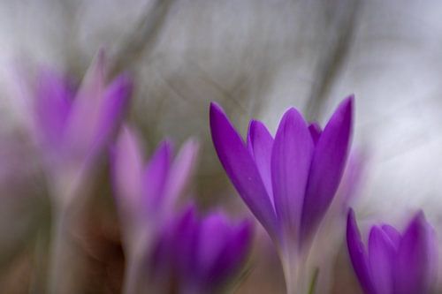 Des crocus dans le jardin
