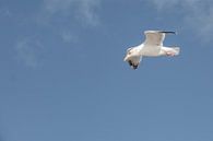 Zeemeeuw in vogelvlucht van Photography art by Sacha thumbnail