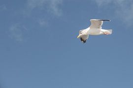 Seagull in a bird flight by Photography art by Sacha