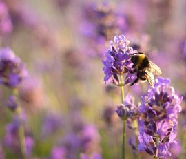 Bij op de lavendel van Jennifer  Snippe