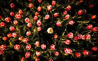 Holländische Tulpen von Martijn van Steenbergen Miniaturansicht