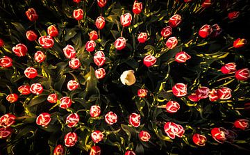 Hollandse tulpen van Martijn van Steenbergen