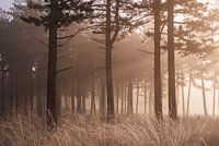 Rayons de soleil dans le brouillard hivernal et les herbes