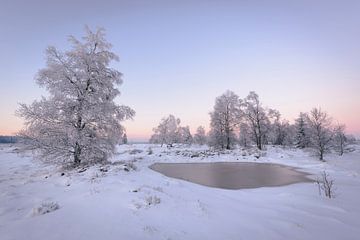 Ven met berken in sneeuw van Michel Lucas