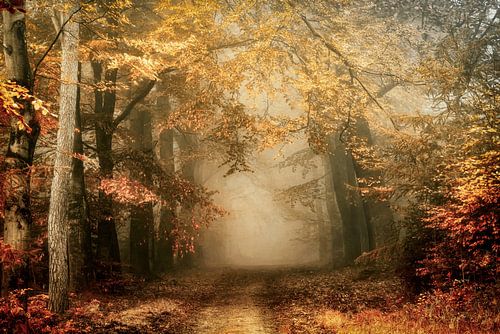 Dreams in Colors by Lars van de Goor
