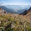 Edelweis am Gipfel des Aggenstein mt Blick auf das Tannheimer Tal, Allgäuer Alpen wie den Hochvogel von Leo Schindzielorz