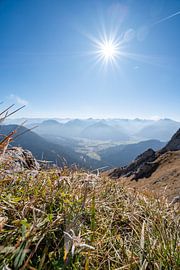 Edelweiss on the summit of the Aggenstein, with views of the Tannheimer Valley and the Allgäu Alps, including the Hochvogel