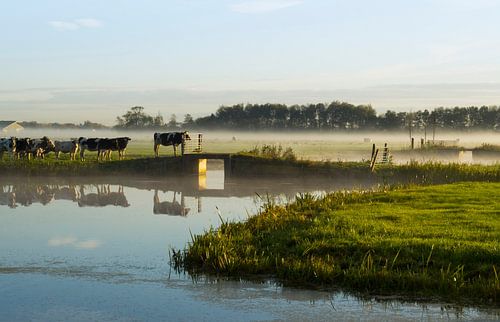 Waiting for the fence.