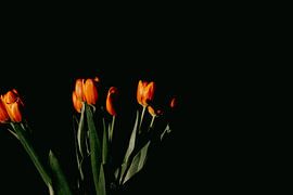 Tulips by Desiree van den Burg