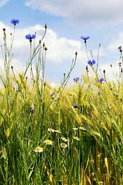 Where summer blossoms amongst the golden corn by Truus Nijland