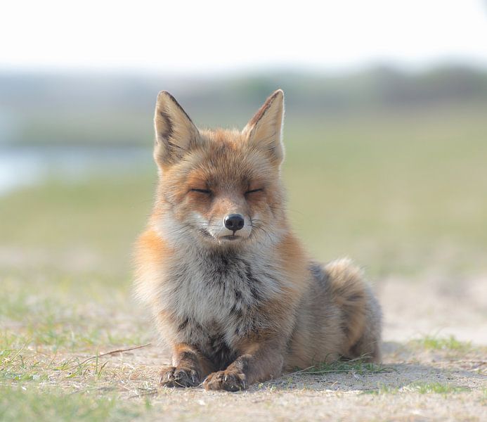 Sunbathing Red Fox! van Robert Kok