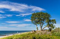 Baum und Strand an der Küste der Ostsee in Ahrenshoop auf dem F von Rico Ködder Miniaturansicht