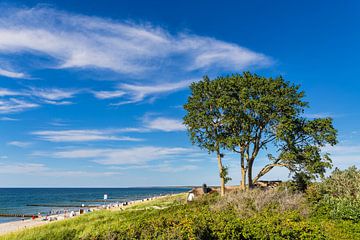 Baum und Strand an der Küste der Ostsee in Ahrenshoop auf dem F