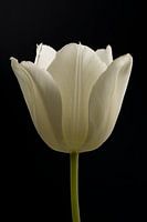 White tulip in the light