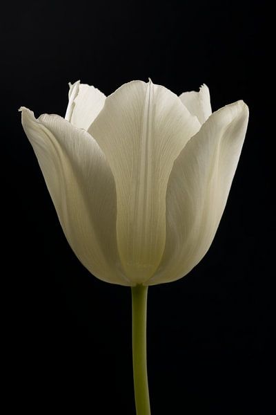 Weiße Tulpe im Licht von Marjolijn van den Berg