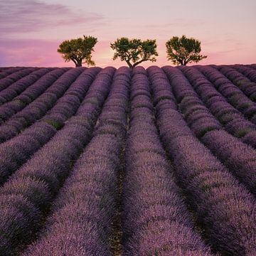 Veld van lavendel van Stefan Schäfer