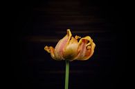 gelbe Tulpe am Ende ihrer Blüte mit subtilem Hintergrund von Ribbi Miniaturansicht