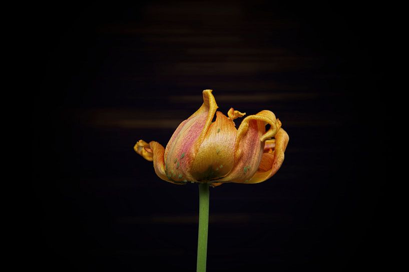 gelbe Tulpe am Ende ihrer Blüte mit subtilem Hintergrund von Ribbi