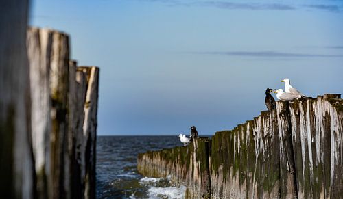 Strandpaaltjes met vogels erop